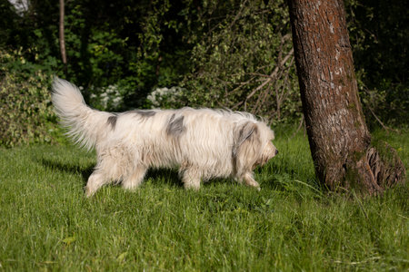 dog walking in the park. Long white coat. Green grass and pet. walking friend.の写真素材