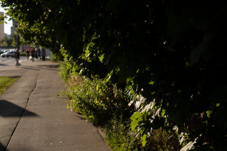 road surface in city. Pedestrian area. Empty asphalt. street in summer. blank track.の写真素材
