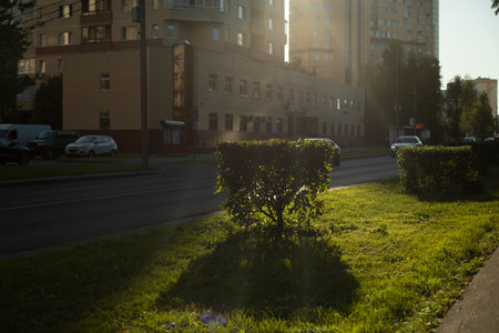 bushes in city. Plants on street. Shrub and Lawn. Sunlight on grass.の写真素材