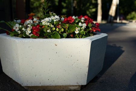 Flowers in flower bed. City flowers in the park. Concrete bowl for earth and seedlings. architectural element in the park.の写真素材