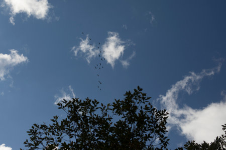 cloud in sky. summer sky. Lots of air. landscape details.の写真素材