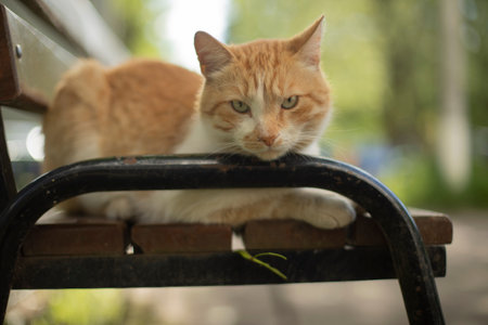 Ginger cat close-up. Cat on bench. Pet on street. animal in yard.の写真素材