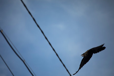 Raven flies through wires. bird in sky. Black raven in blue sky. electrical wire.の写真素材
