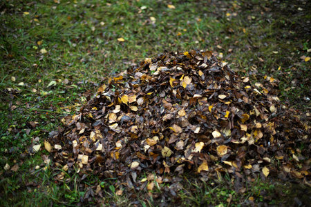 Leaves on grass. cleaning leaves. Pile lies on lawn. after cleaning.