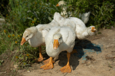 Geese on farm. Young geese with white birches. White birds on the shore of pond. life in the...