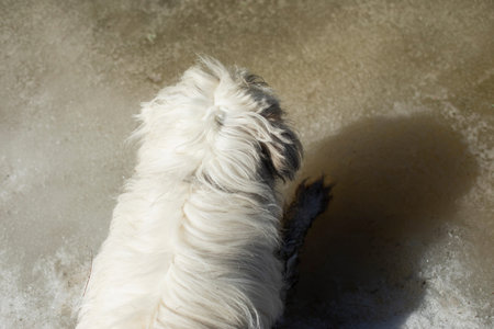 Dog on walk in the woods. dog in swamp. Pet in nature in the park. Animal is looking for way.