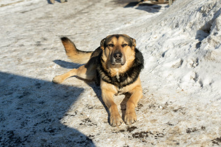 dog on street. animal without home. Details of dogs' lives.