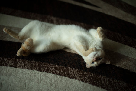 cat on carpet. cat at home. Pet caresses on floor. Animal is at home. Cute pet game.の写真素材