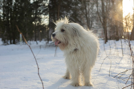 Dog in winter in park. Walking with pet in snow. White coat of dog. active animal.の写真素材