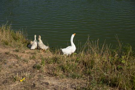 Geese on pond. Poultry in countryside. White feathers. animal on lake. waterbird.の写真素材