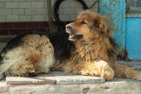 Dog is lying down. dog rests. Old dog on the street. animal in summer.