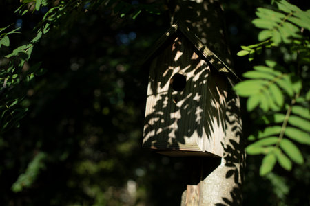 summer forest. Details of nature. Green plants in summer season. natural object.の写真素材