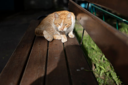 Cat on bench in summer. Pet in the yard of house. Red cat in the light of the sun. Details of animal's life.の写真素材