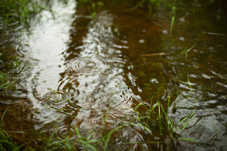 Water in spring. Puddle park. Details of nature. texture of water. reflection of trees.の写真素材