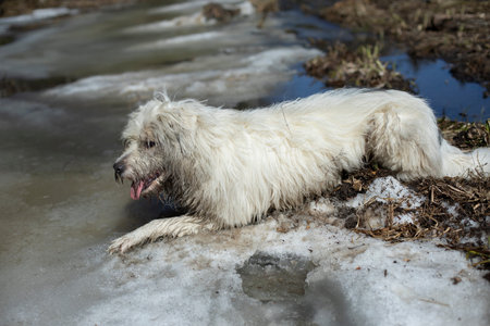 Dog on walk in the woods. dog in swamp. Pet in nature in the park. Animal is looking for way.