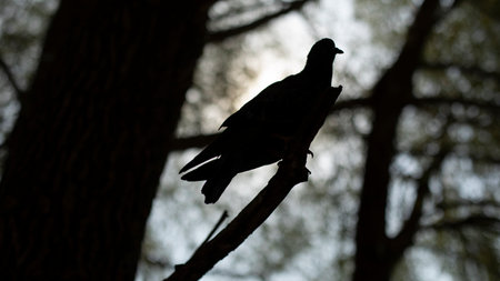 Pigeon on tree branch. Silhouette of pigeon on tree. one bird in summer. Details of bird life in the park.の写真素材