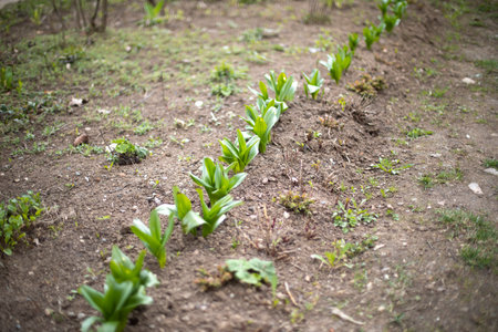 Seedlings in garden in spring. Green sprouts in the garden. Plants in ground.の写真素材