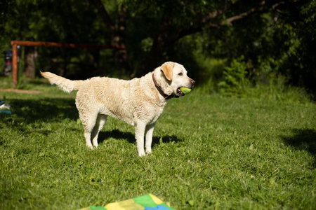 Dog with white coat. Labrador at picnic. Pet in summer in park. We were walking dogs.の写真素材