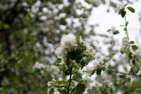 flowers in the garden. Details of nature. natural background. spring flowering.の写真素材