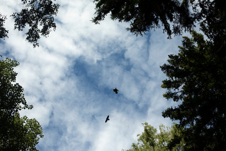 Crows fly in the sky. Two birds in the background of clouds. Life of crows. Details of nature.の写真素材