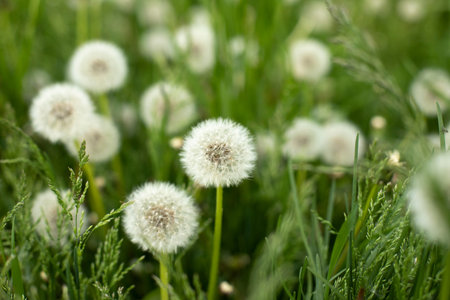 Dandelions in the field. Plant in spring. Details of summer nature. Dandelion with fluff.
