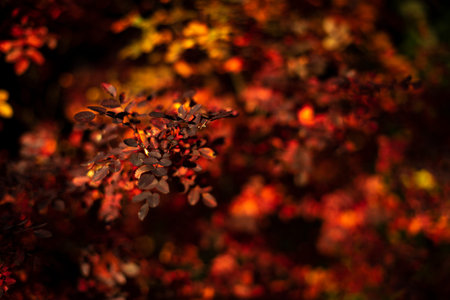 autumn leaves. Colors of autumn in nature. Shades of red on bushes. October has come. beauty of leaves.の写真素材