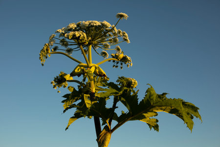 Weedy plant. Hogweed against sky. plant in nature. Weed in Russia.