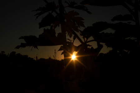 Sun thickets. Sunset in nature. Silhouettes of plants. Hogweed thickets.の写真素材