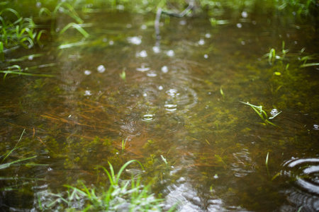Water in spring. Puddle park. Details of nature. texture of water. reflection of trees.
