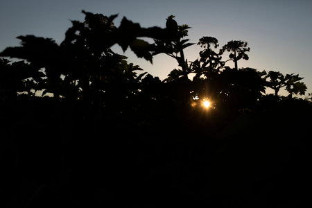 Sun thickets. Sunset in nature. Silhouettes of plants. Hogweed thickets.