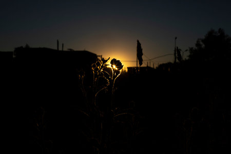 Sunset in thickets. Sun and silhouettes of plants. Details of nature in summer. In the evening thickets.の写真素材