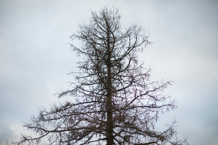 Trees in the park. tree against sky. Details of nature in the evening.の写真素材