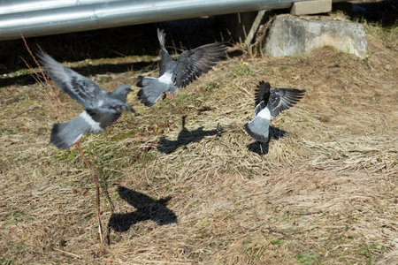 Pigeons took off from ground. Birds fly away. Pigeons on street.の写真素材