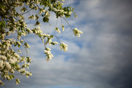 Apple tree branches. Apple blossoms in spring. White flowers against the sky. Beauty of spring nature.の写真素材
