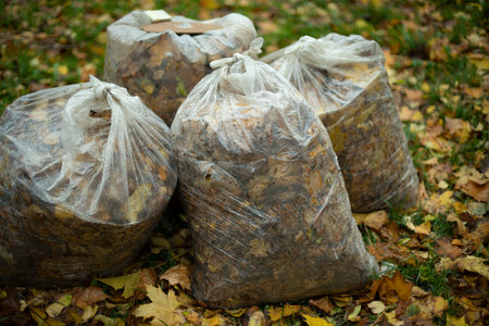 Bags of leaves. Transparent bag with leaves. Cleaning in the yard in autumn. plastic garbage bags.