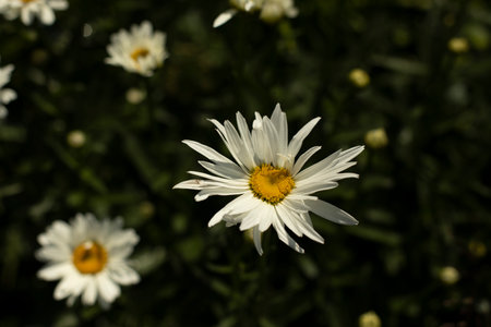 White daisies in garden. Chamomile petals. flowers in nature. Details of nature in summer. wildflower texture.の写真素材