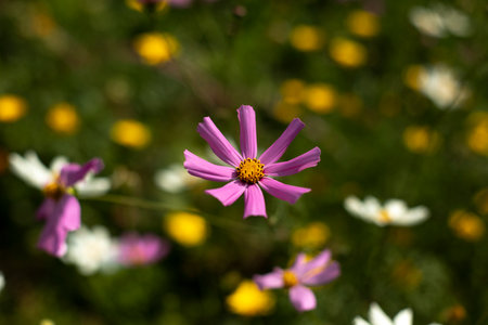 flowers in the garden. Details of nature. natural background. spring flowering.の写真素材