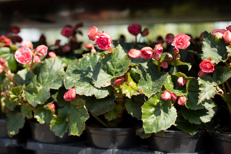 flowers in the garden. Plants in pot. flower market. Seedlings for garden.の写真素材