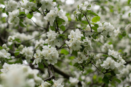 apple blossom. spring bloom. white flower on branch. Details of nature. tree in garden.の写真素材