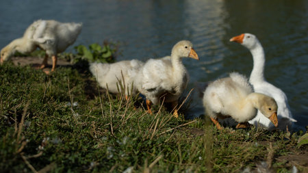 Birds on farm. Details of geese life. countryside.の写真素材