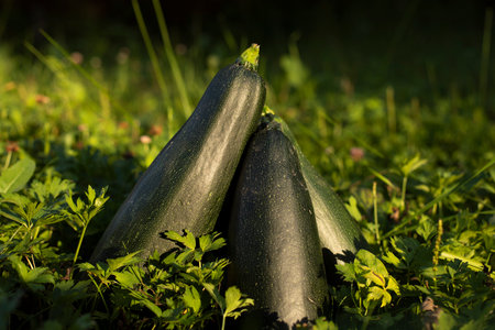 Zucchini green. Harvest in garden. Zucchini ripe. natural food. gifts of nature.の写真素材