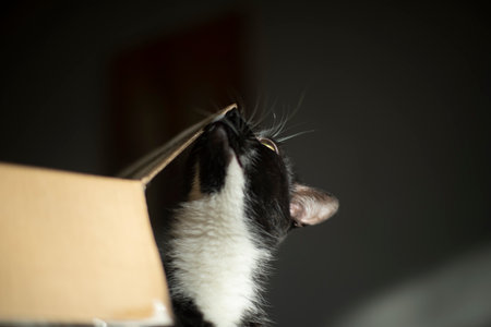 cat and box. Pet at home. Cat loves cardboard box. Pet in the morning. black wool.の写真素材
