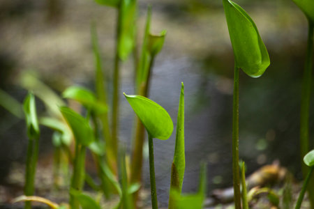 Swamp plant in summer. Sprout on pond. green leaf. fresh plant.の写真素材