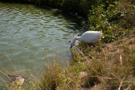 Goose on pond. goose in the countryside. white bird. Details of Goslings Life.の写真素材