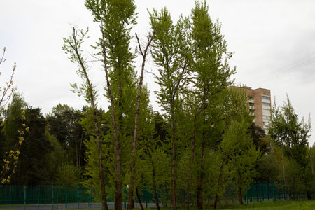 Trees in city. park plantings. Details of natural area. summer trees.の写真素材