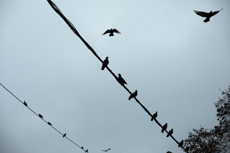 Pigeons sit on wire. Silhouettes of birds on electric wire. Details of life of urban birds. Pigeons against sky.の写真素材