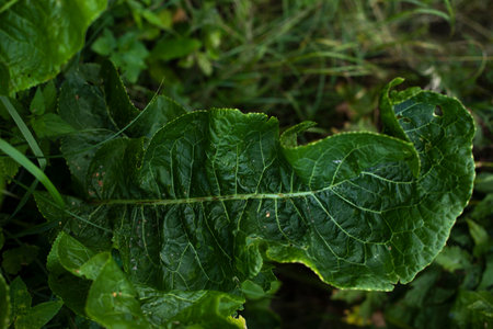 Burdock in the park. Large green leaf plant. Details of nature. natural green color.の写真素材