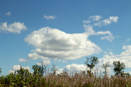 forest landscape. Details of nature in summer. landscape with forest. Plants with clouds.の写真素材