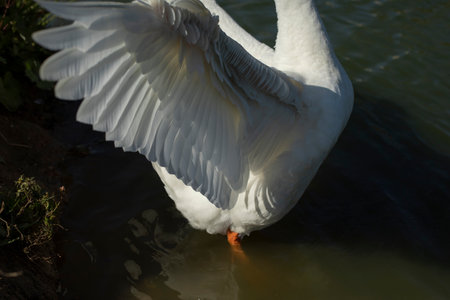 goose wing. Goose flaps its wings. waterbird. Details of life. White feathers.の写真素材