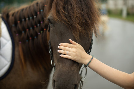 Hand strokes horse. Horse muzzle and human hand. Favorite pet. Caressing man. big head.の写真素材